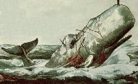 Hermann Melville(译者注:19世纪美国作家,其代表作为"Moby Dick"-"大白鲸"